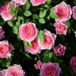 57090167-9264-4A84-BCF2-F1899766C274